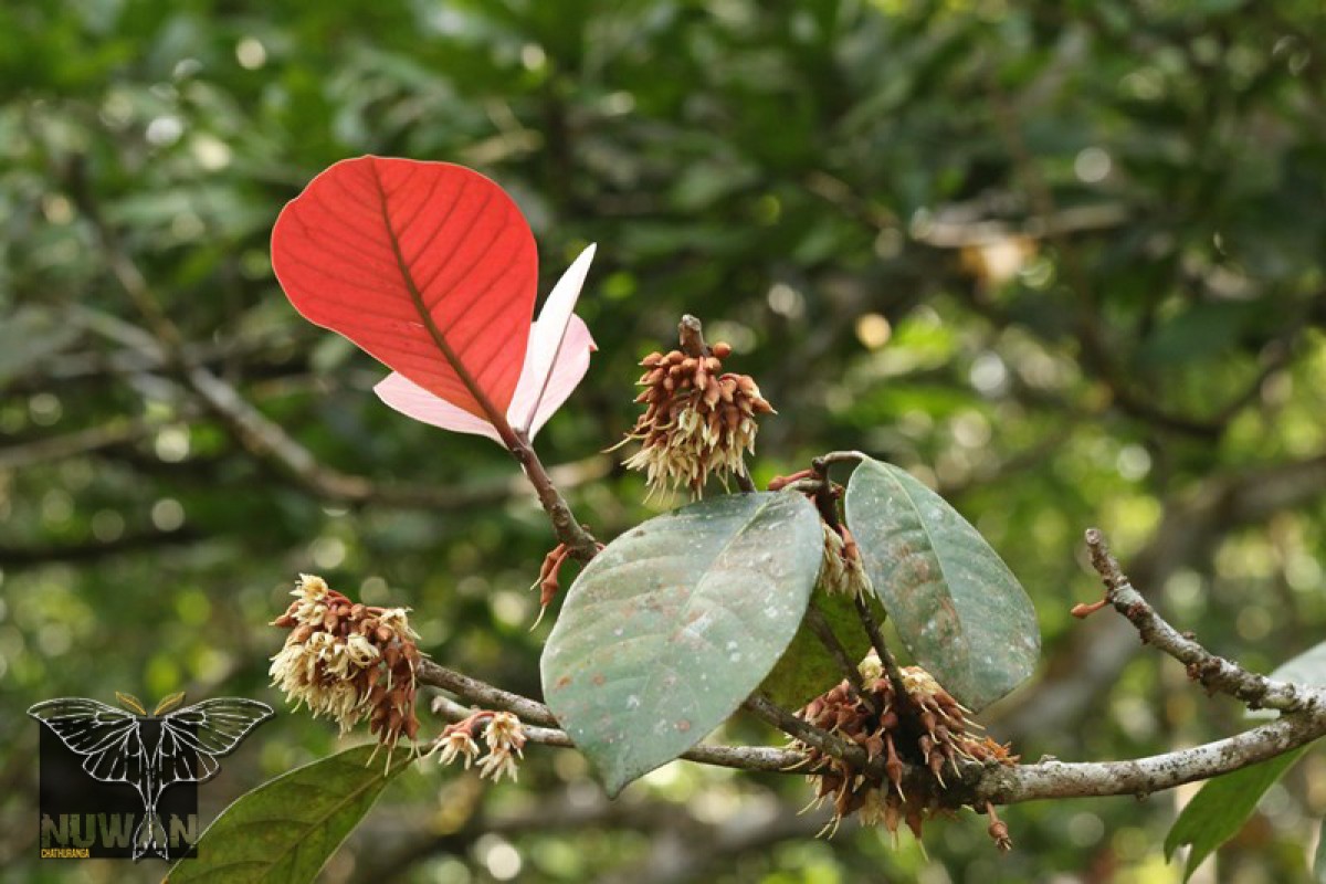 Palaquium grande (Thwaites) Engl.